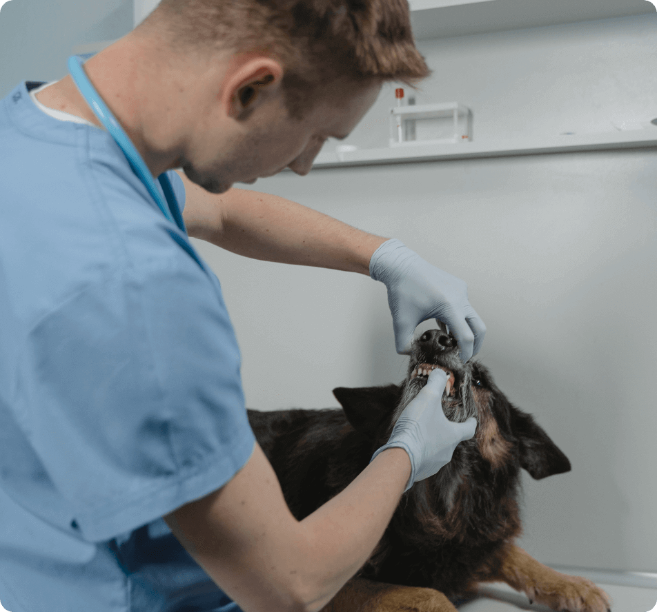 stomatologia zwierzęca